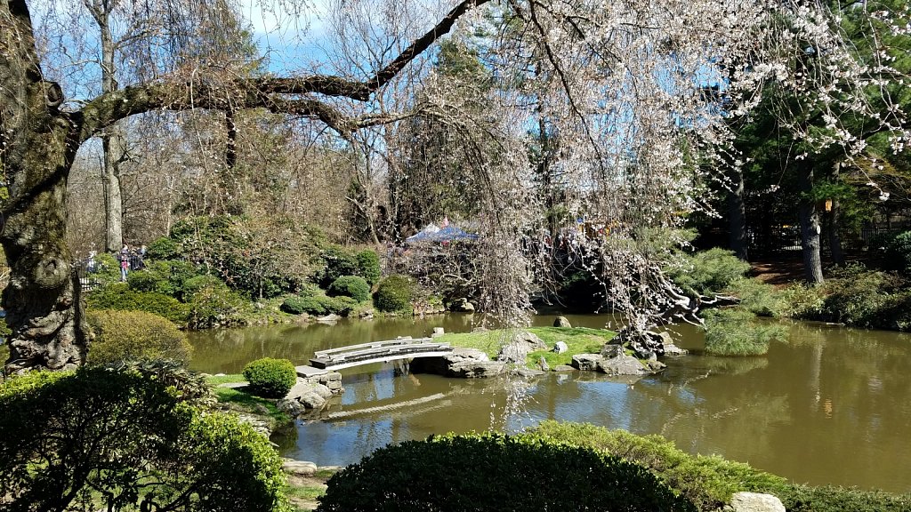 Sakura Sunday Shofuso House Garden