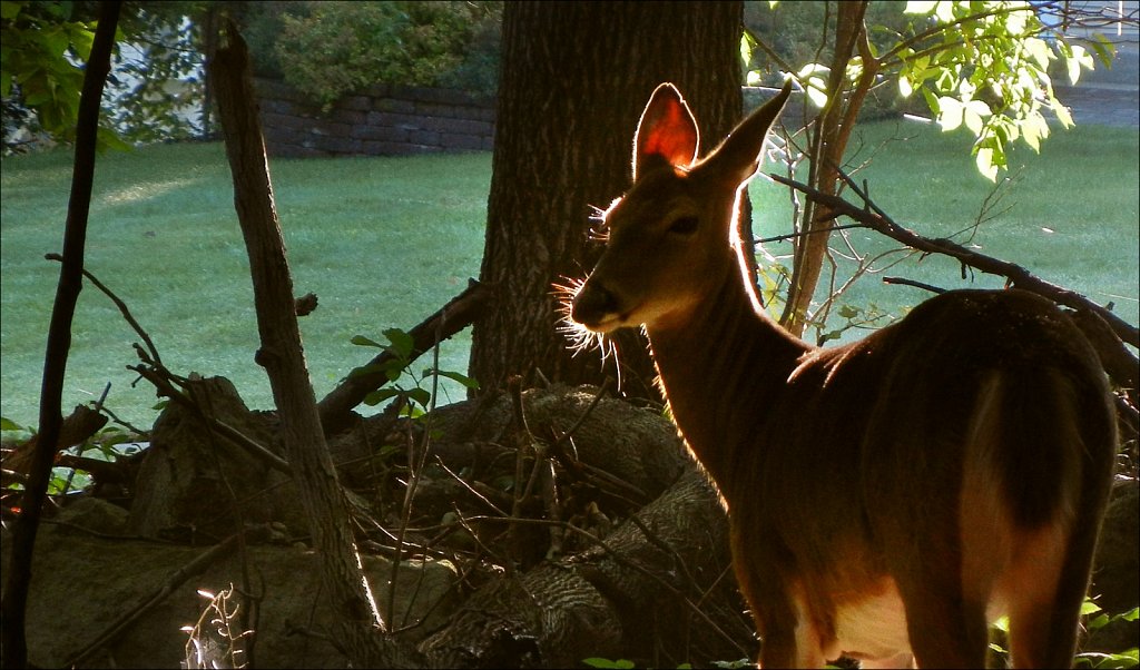 Backlit Deer