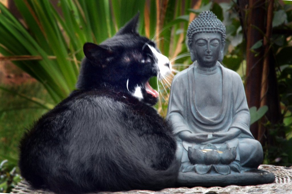Buddha-is-silent-while-creatures-roar-8126-copy-2.jpg