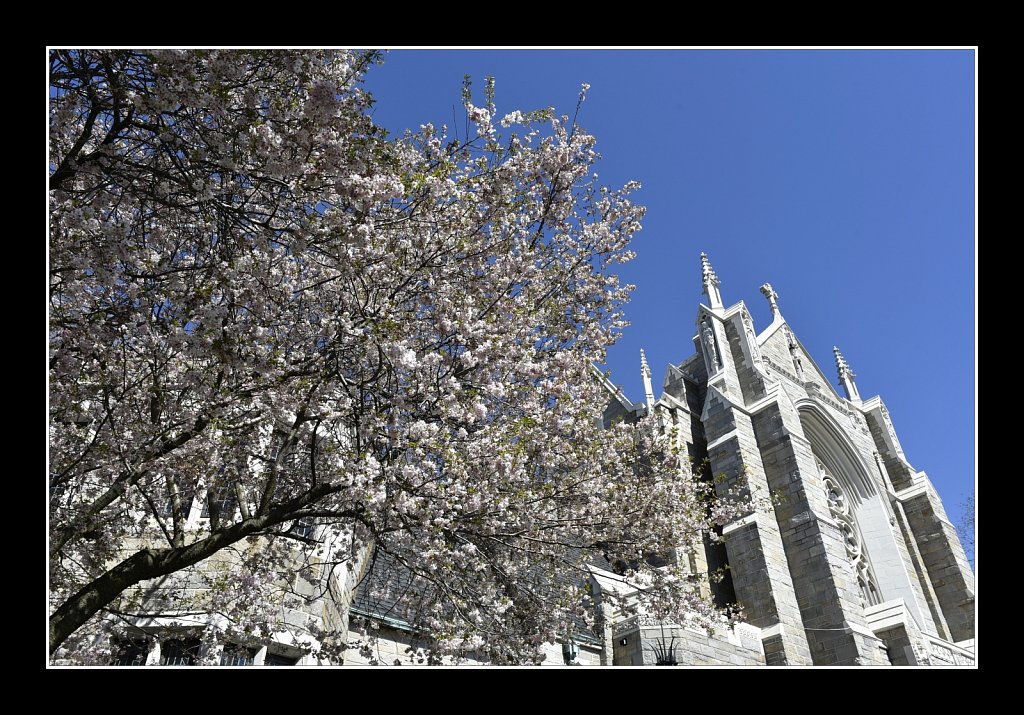 Blossoms at Saint Paul Church