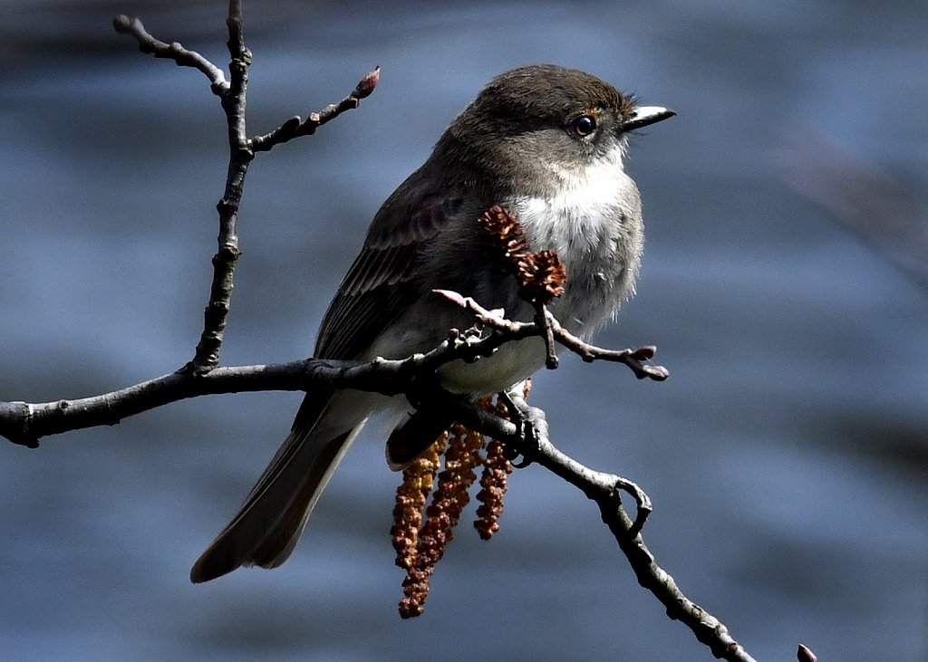 Willow Fly Catcher