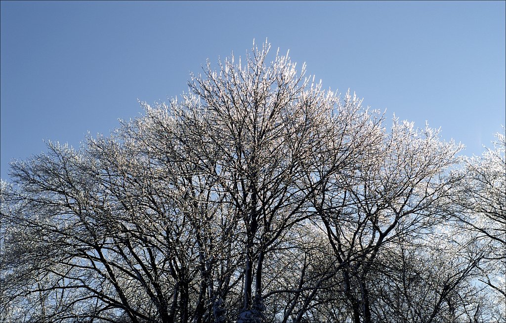 Ice On Trees