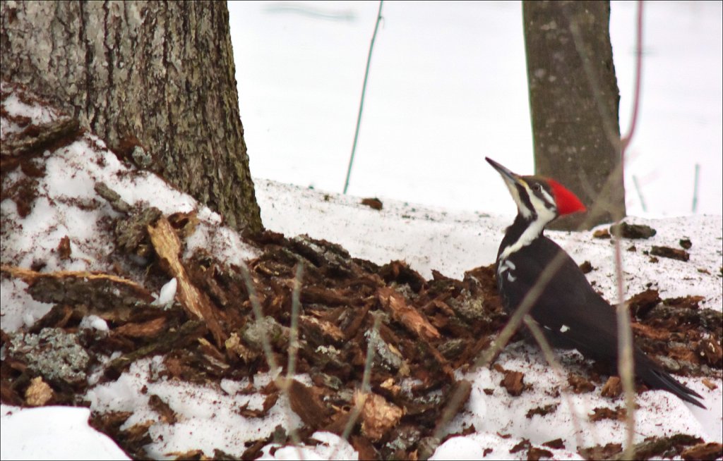 Pileated Woodpecker (Female)