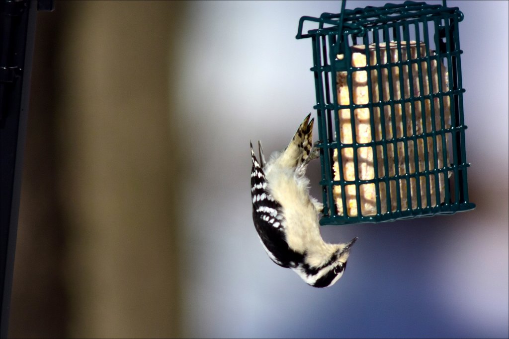 Downey Woodpecker (Female)