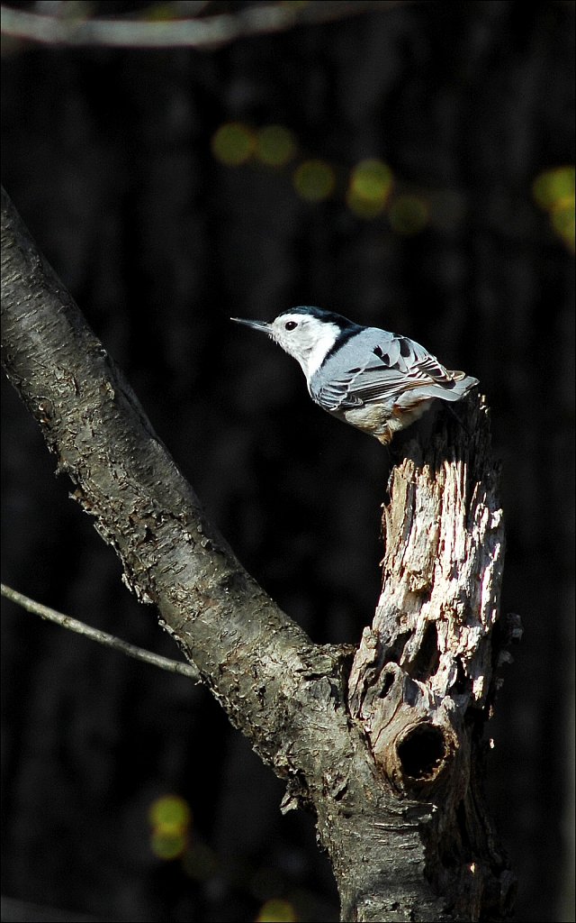 White Breasted Nuthatch 