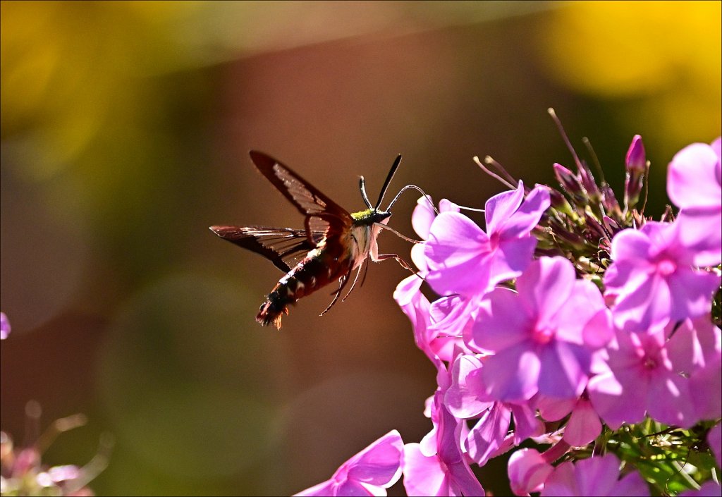 Hummingbird Moth at Willowwood Arboretum 