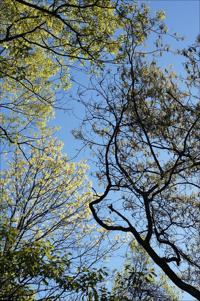 Spring Canopy