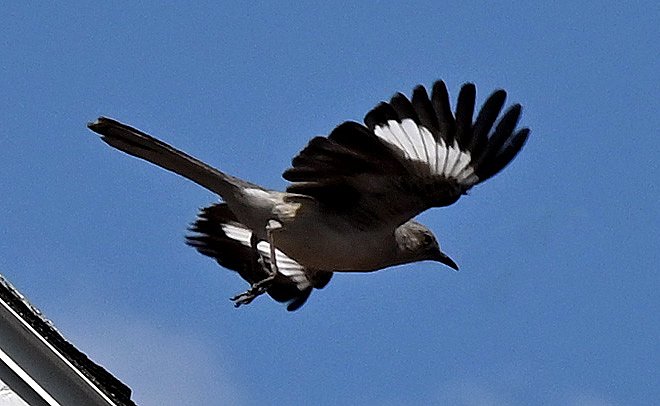Mocking Bird at The Frelinghuysen Arboretum 