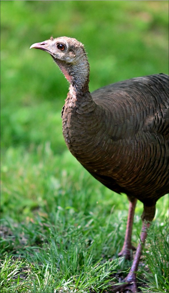 Turkey (Hen)