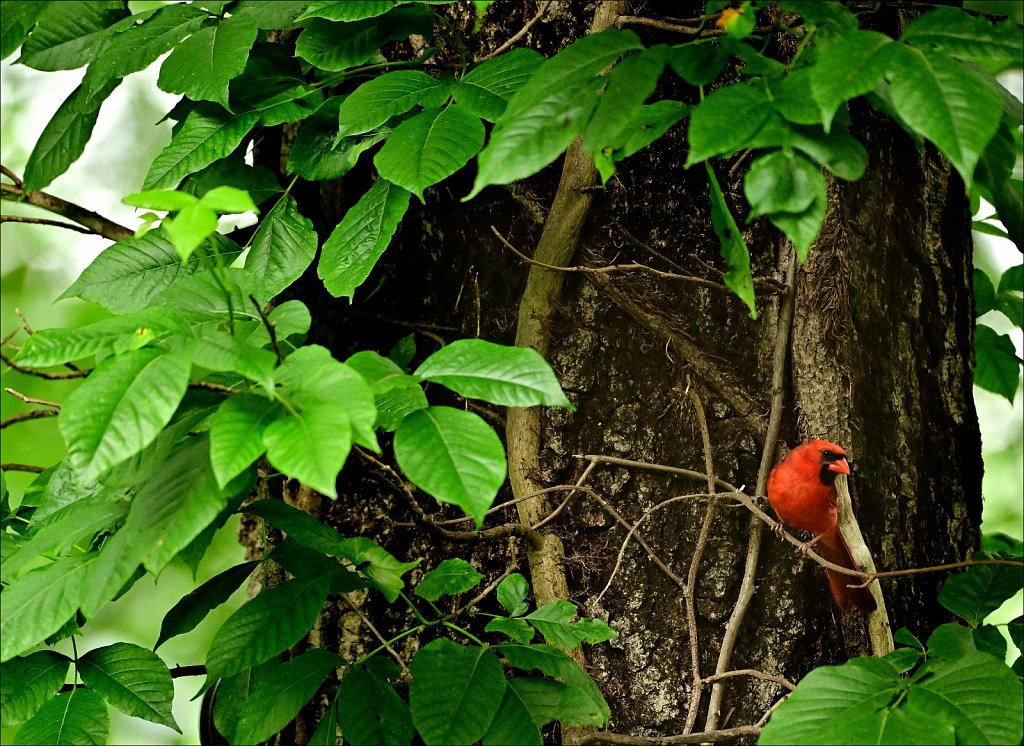 Northern Cardinal 