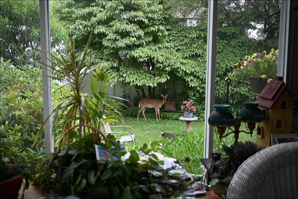 Deer In Yard