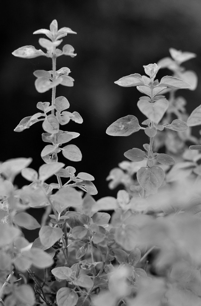 Playing with the D300