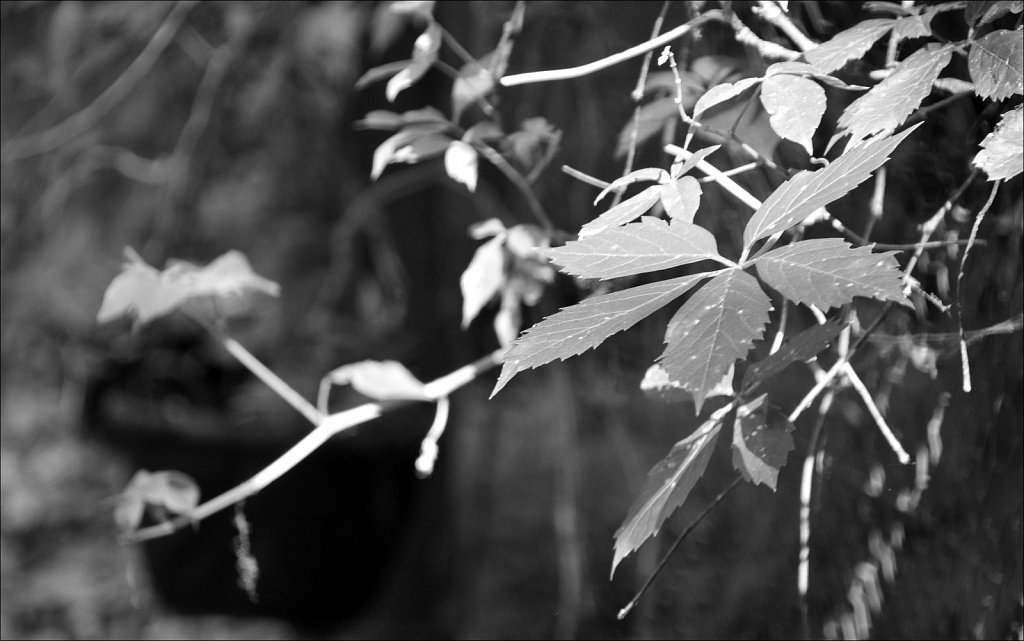 Playing with the D300
