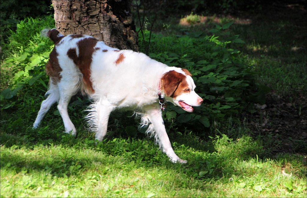 Sir Copper of Camelot