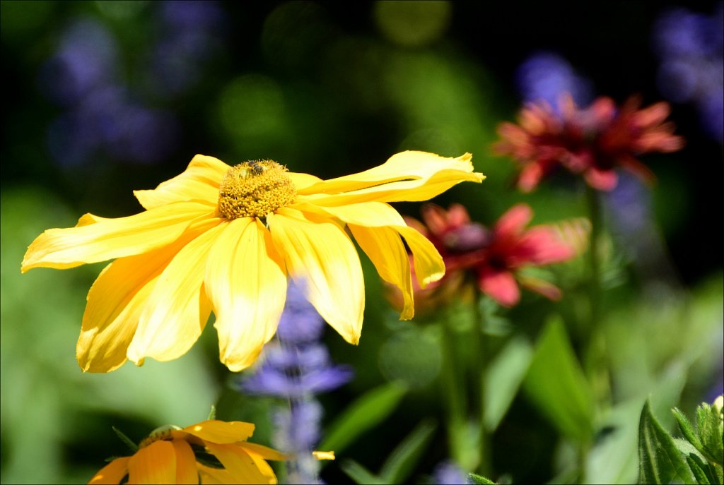 The Frelinghuysen Arboretum 