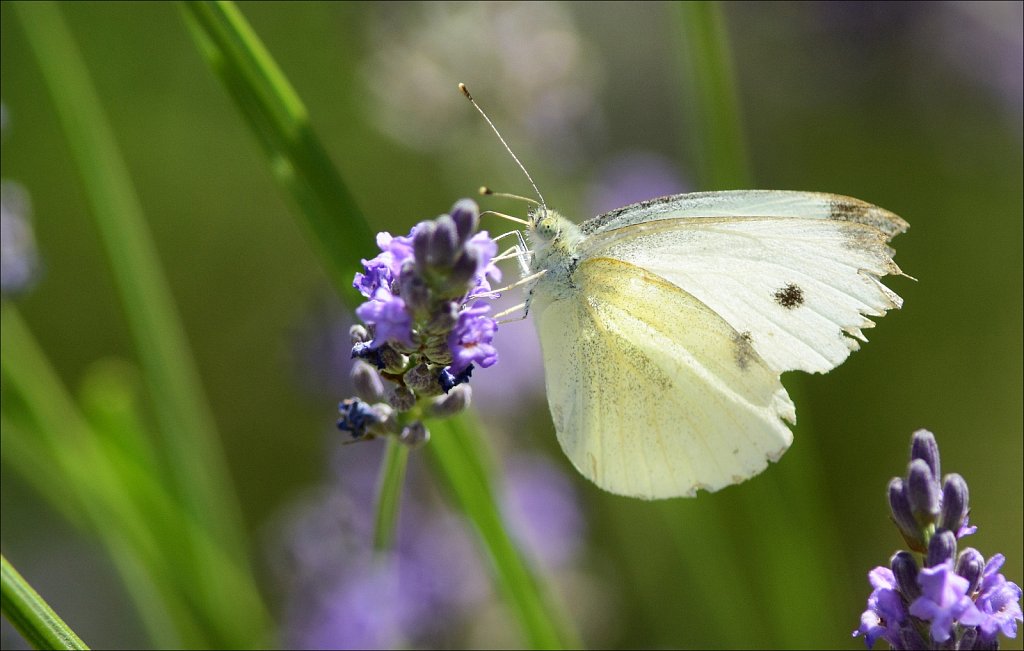 Card 23 "Bokeh" Cabbage White Butterfly