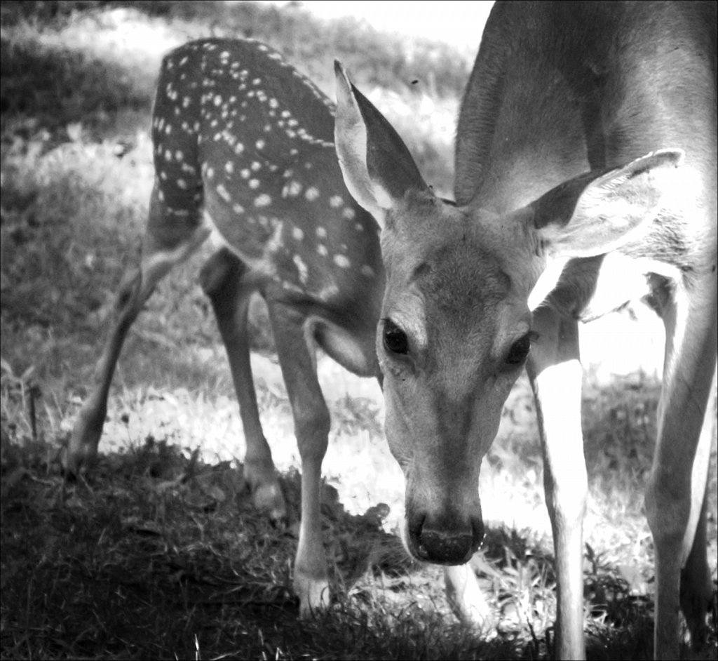 Mamma Deer with Fawn