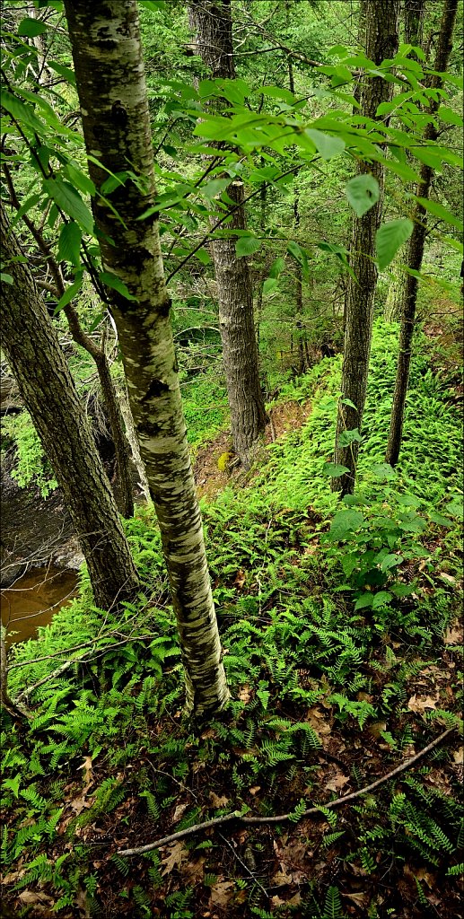 Mine Kill State Park 