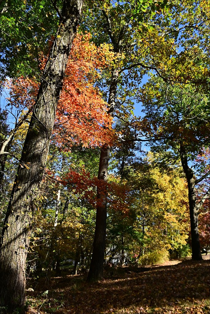 Colors of Fall 2024