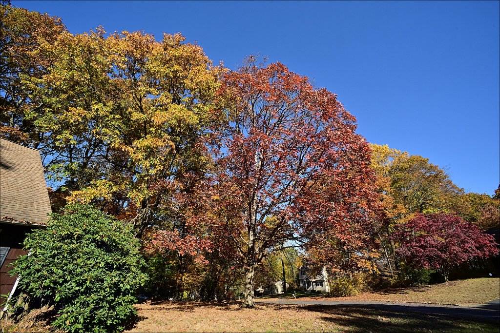 Fall with the 15mm