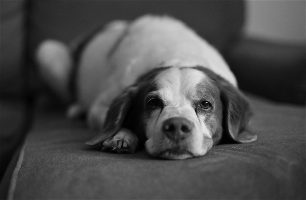 AF-S Nikkor 50mm F/1.4 G