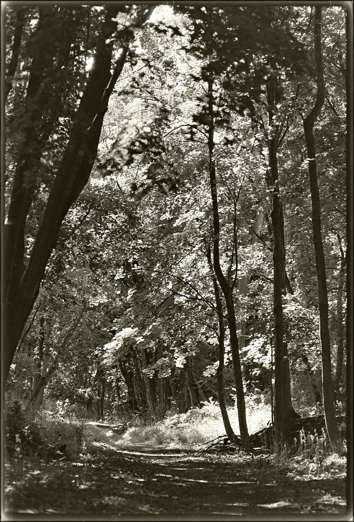 Sussex Branch Trail