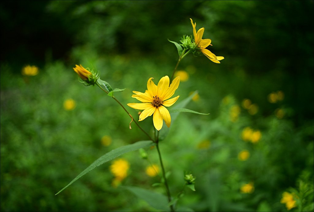 Woodland Sunflower