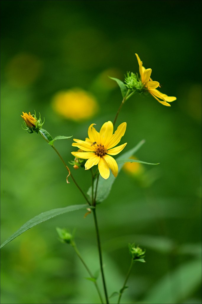 Woodland Sunflower