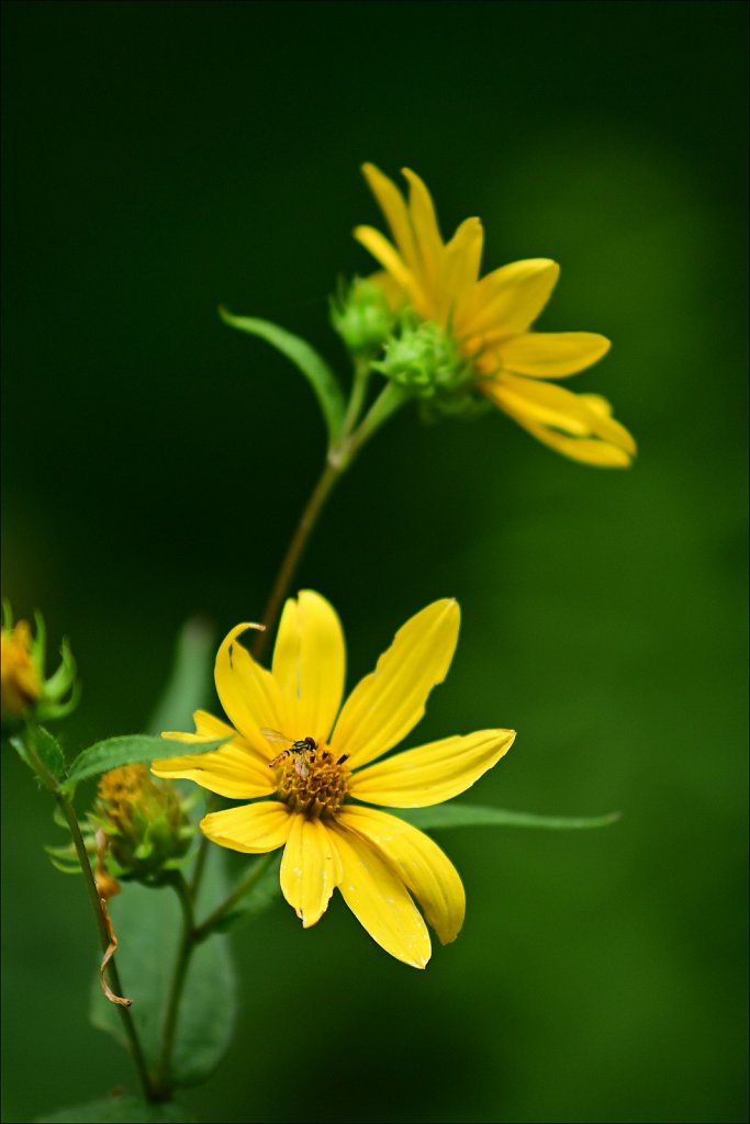 Woodland Sunflower