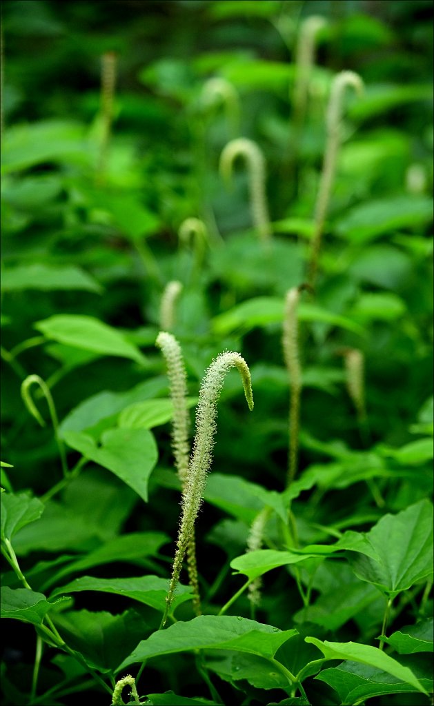 Lizard's Tail