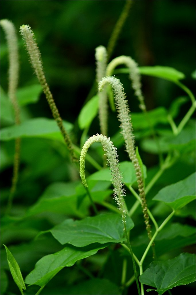 Lizard's Tail