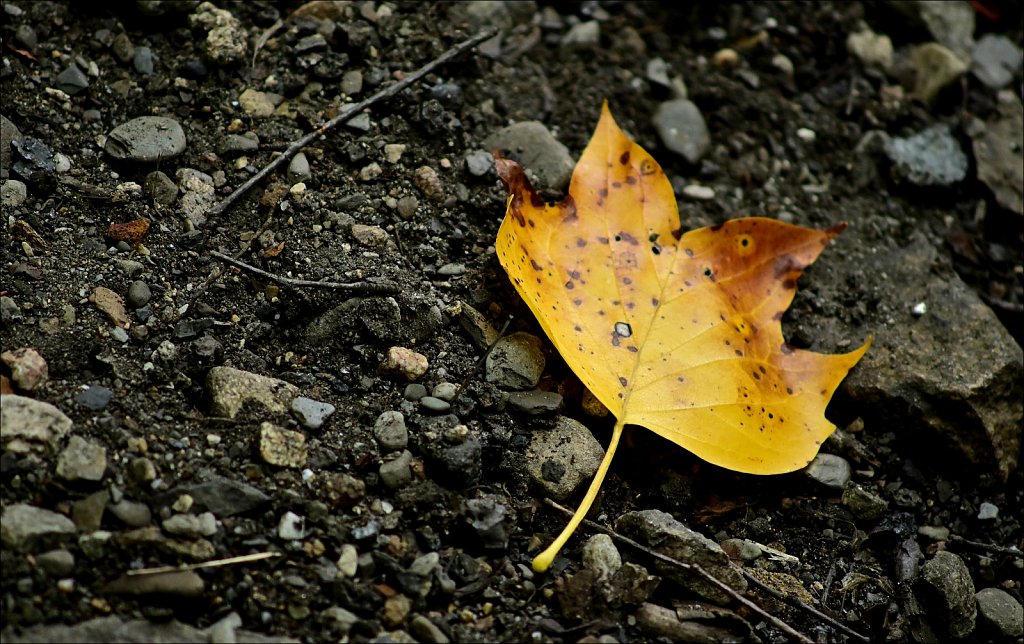 Tulip Poplar Leaf