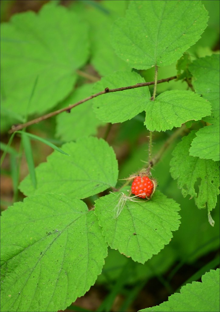 Wild Rasberry