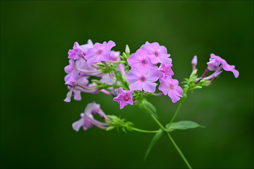 Meadow Phlox