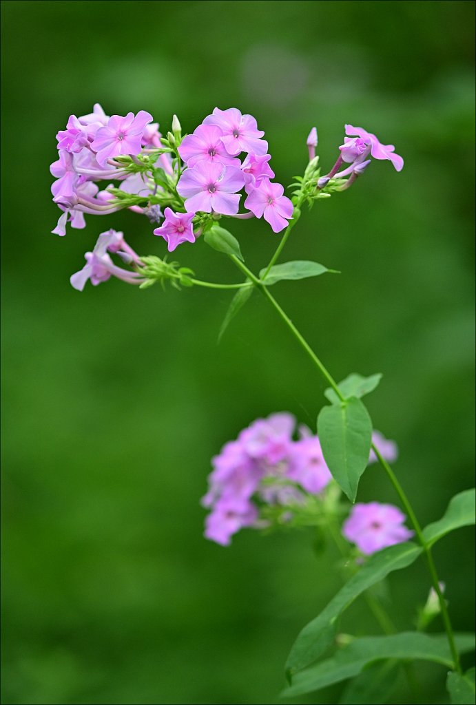 Meadow Phlox