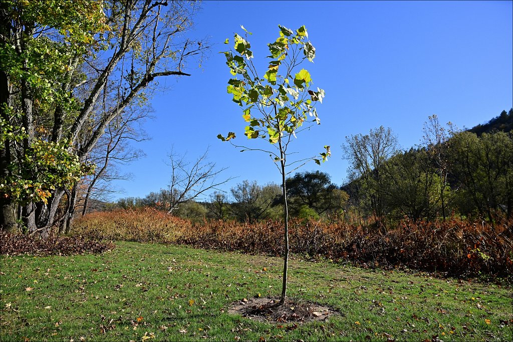 Riverside Park along The Willowemuc 